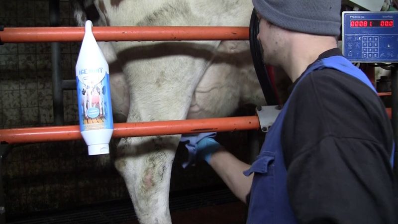 Ice Mint Gel – 2,5 l – Euterpflege für Milchkühe – Kalt-Warm-Gel