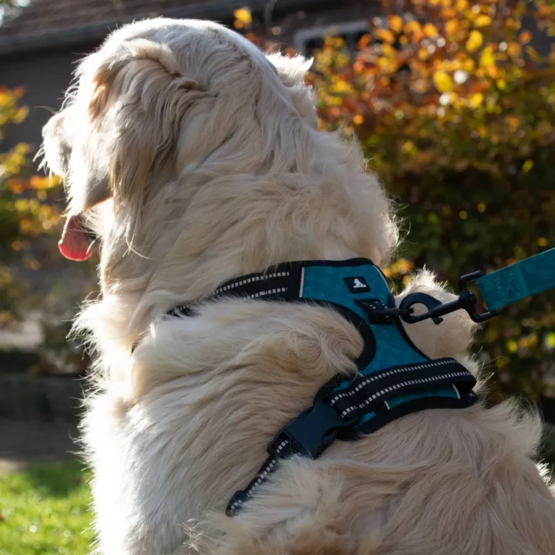 Spotted! Pro No Pull Harnas Orange M – Hundegeschirr – Anti-Zug