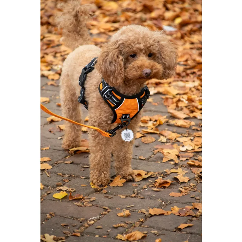 Spotted! Pro No Pull Harnas Lila XXS – Hundegeschirr – Anti-Zug