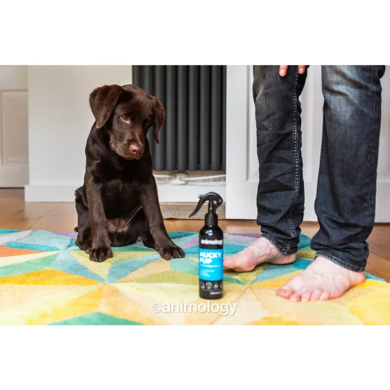 Animology Mucky Pup No Rinse Welpen-Shampoo-Spray 250 ml