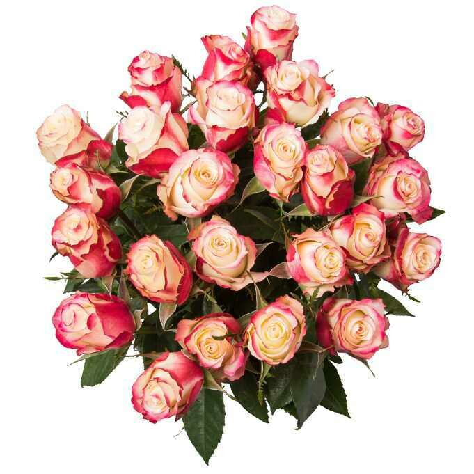 Ramo de Rosas bicolor