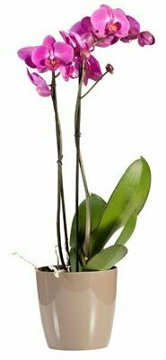 Planta de Orquídea Lila