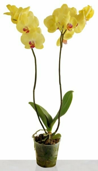 Planta de Orquídea Amarilla