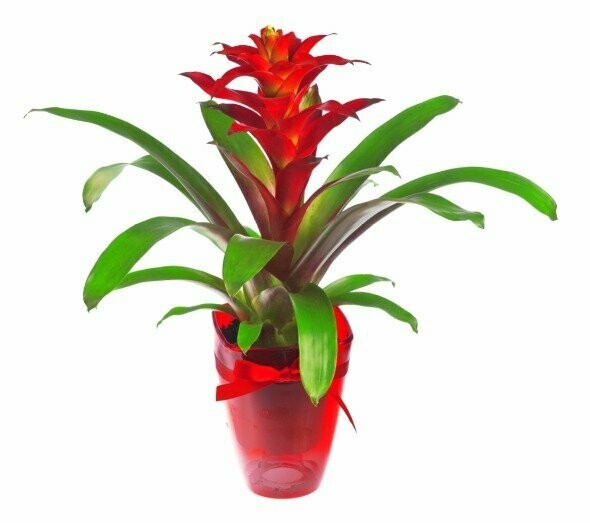 Planta de Guzmania