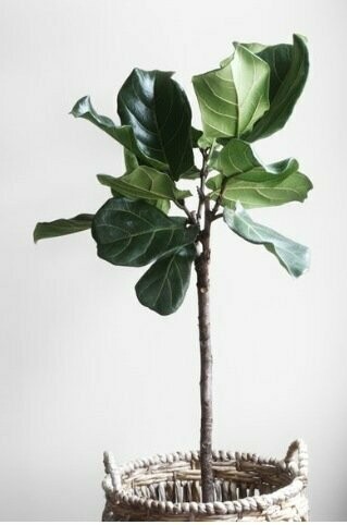 Ficus Lyrata