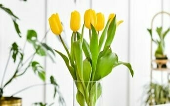 Tulipanes y Flores de Temporada