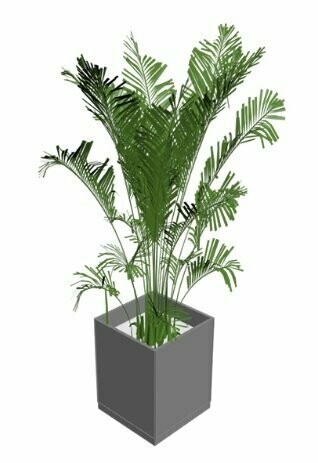 Palmera Kentia