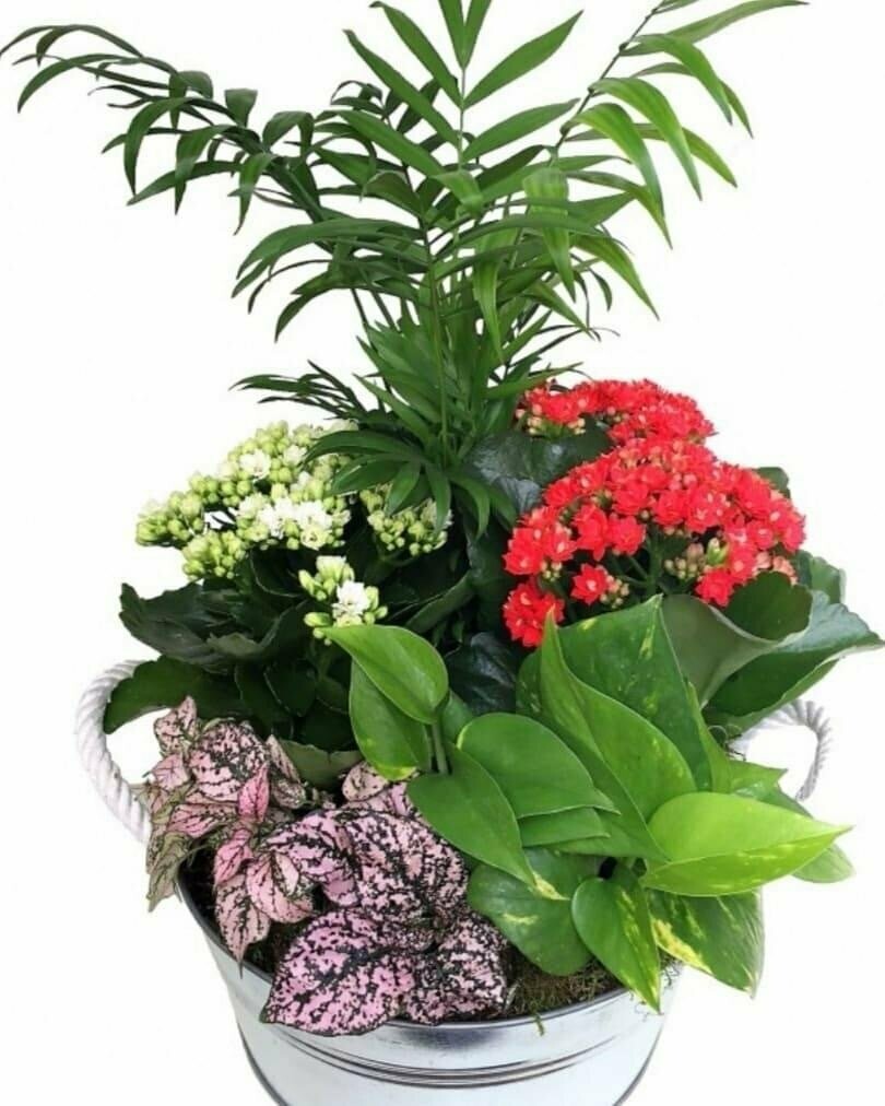 Conjunto de Plantas Amazonas