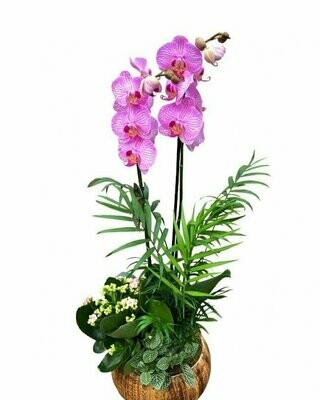 Cesta de Orquídea y plantas de temporada