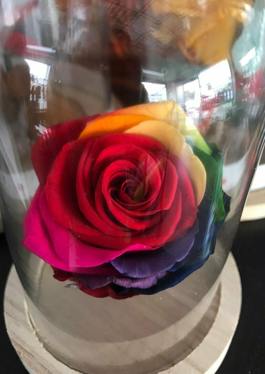 Rosa Bella y Bestia MULTICOLOR 