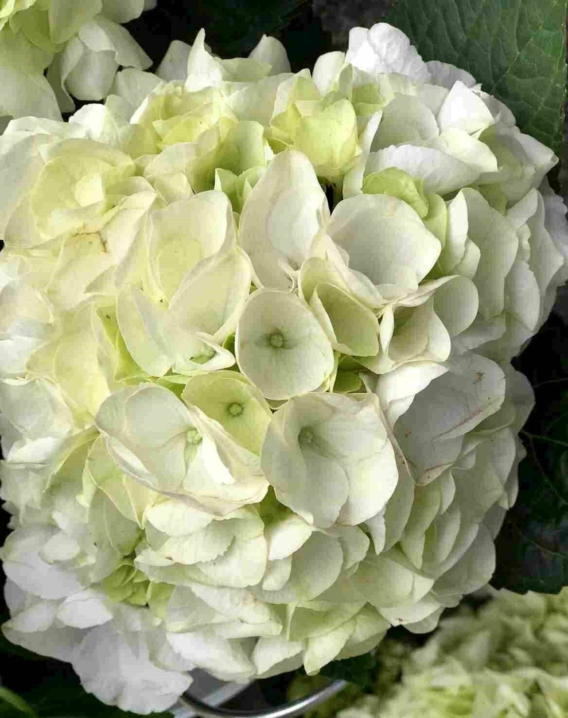 Planta de Hortensia Planta de Hortensia