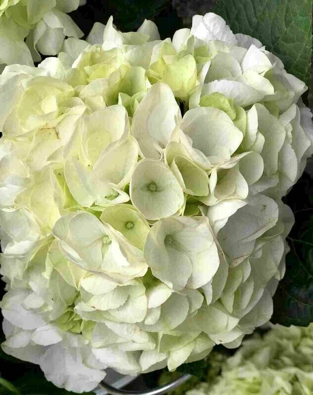 Planta de Hortensia