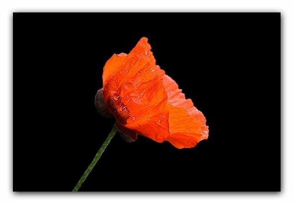 Mohnblume