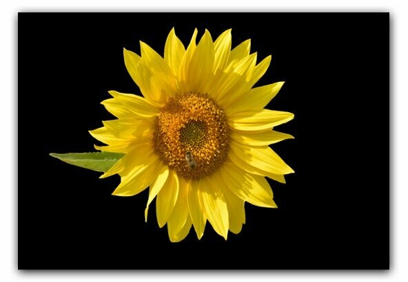 Sonnenblume