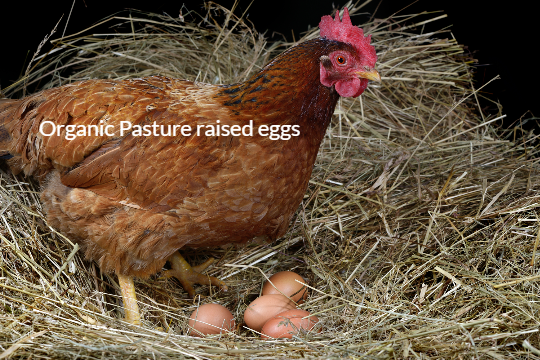 Pastured raised Organic Eggs Dozen