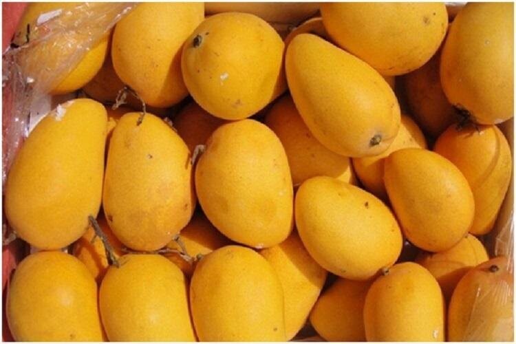Indian Banganpalli Mango 8 to 10