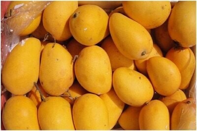Indian Banganpalli Mango 8 to 10