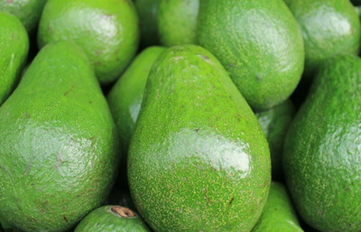 AGUACATE PAPELILLO