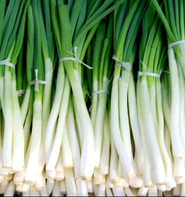 CEBOLLA LARGA BO