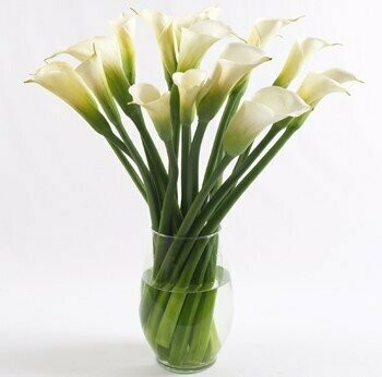 Calla Effortless Beauty