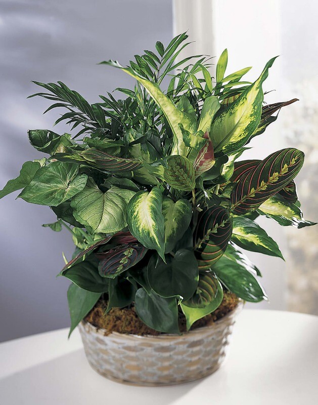 Dish Garden Dish Garden