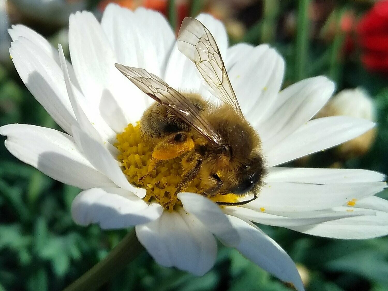 Pollen de fleur FRAIS congelé 300g retrait sur l'exploitation uniquement pour respecter la chaine du froid.