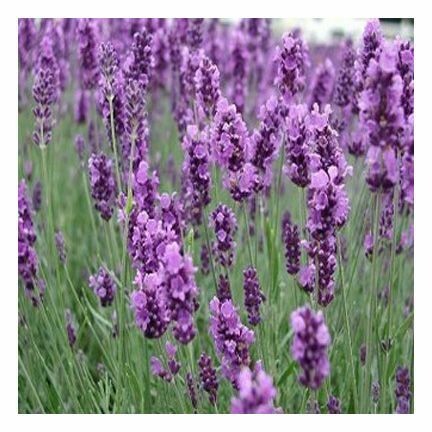 Lavender Essential Oil 1 ounce