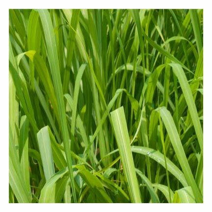 Palmarosa Essential Oil 1/4 ounce Palmarosa Essential Oil 1/4 ounce