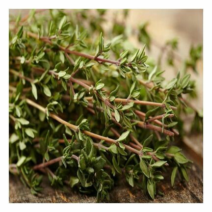Thyme Red Essential Oil 1 oz.