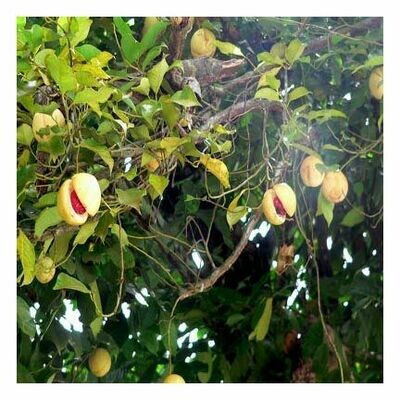 Nutmeg Essential Oil 1 oz.