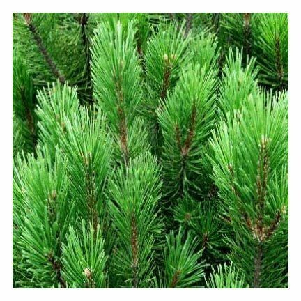 Pine Needle Essential Oil 1 ounce