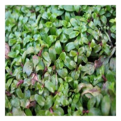 Pennyroyal Essential Oil 1 oz.