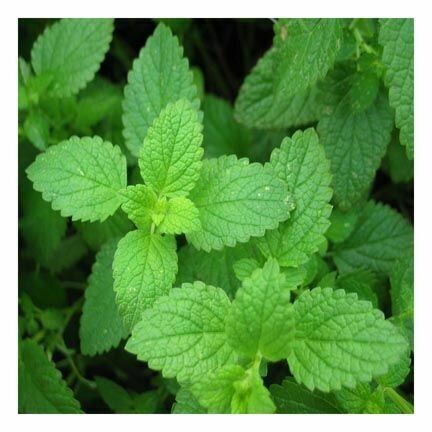 Peppermint Essential Oil 1/4 ounce