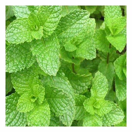 Spearmint Essential Oil 1/2 oz.
