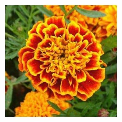 Tagetes Essential Oil 1/4 oz.