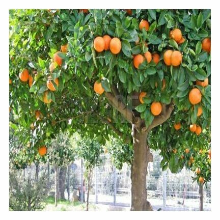 Tangerine Essential Oil 1/2 oz.
