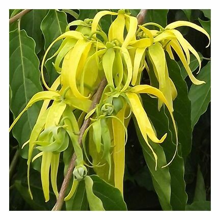 Ylang Ylang Essential Oil 1/4 ounce