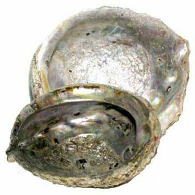 Abalone Shell For Incense, 3"x4", Medium