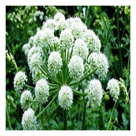 Angelica (Angelicia Archangelicia) 1/4 oz.