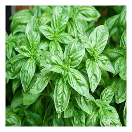 Basil Essential Oil 1 oz Organic Basil Essential Oil 1 oz Organic