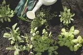 Herbs