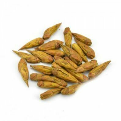 Balm Of Gilead (Whole)