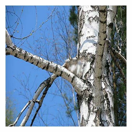 Birch Bark (cut & sifted)