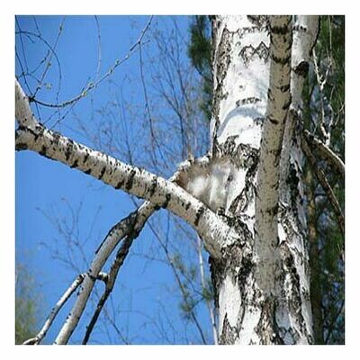Birch Bark (cut &amp; sifted)