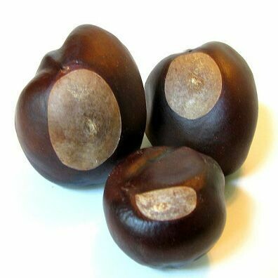 Buckeye  (Aesculus otandra)