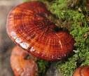 5 Mushroom Blend Powder