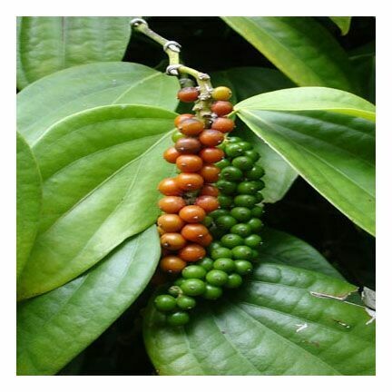 Pepper Black Sichuan