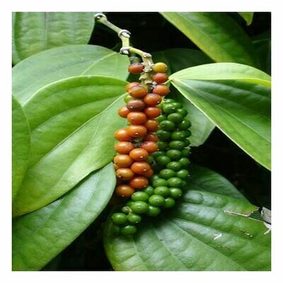 Pepper Black Sichuan