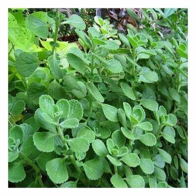 Oregano Leaf (cut &amp; sifted)