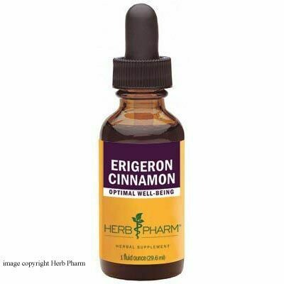 Erigeron Cinnamon
